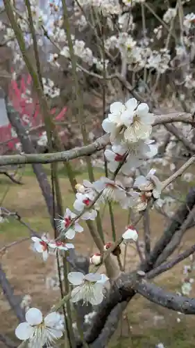 半木神社（賀茂別雷神社境外末社）(京都府)