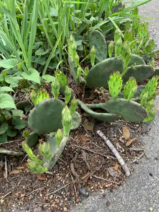 宇都宮神社(白岩町)の自然
