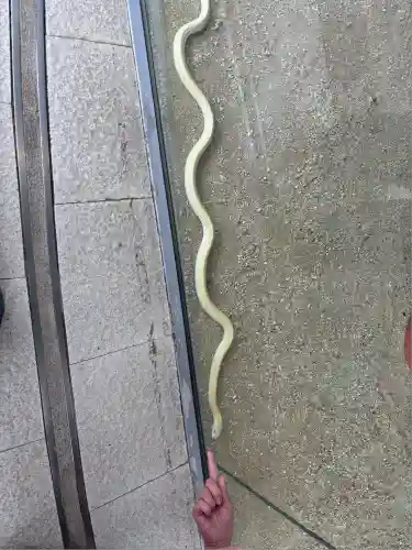 岩国白蛇神社(山口県)