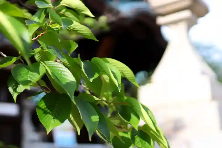 三津厳島神社の自然