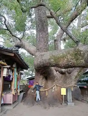 三島神社の自然