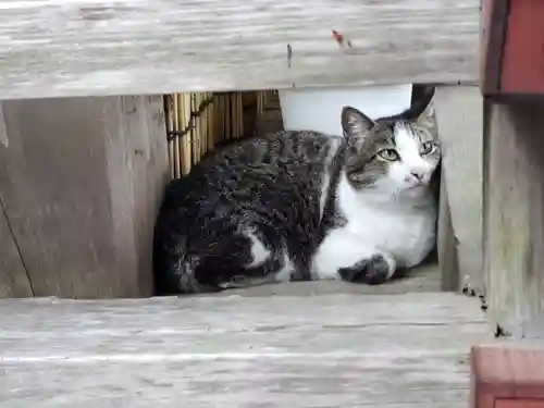 高祖神社の動物