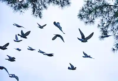 三津厳島神社(愛媛県)