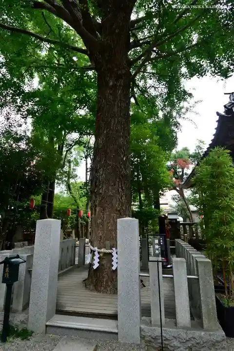 田無神社の自然