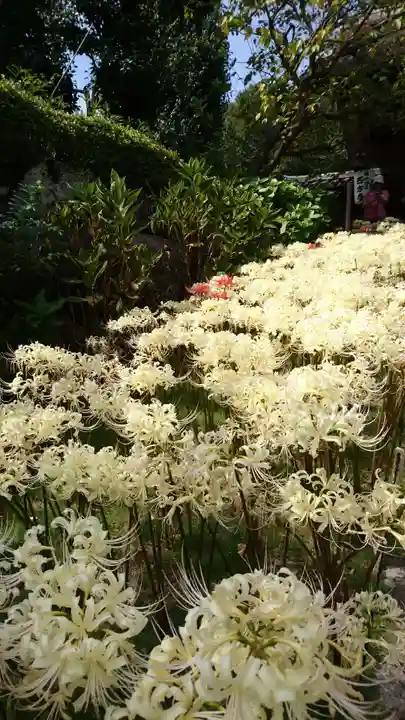 横浜 西方寺の自然