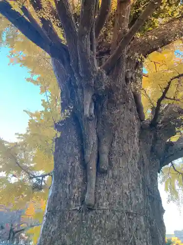 時宗総本山 遊行寺（正式：清浄光寺）(神奈川県)