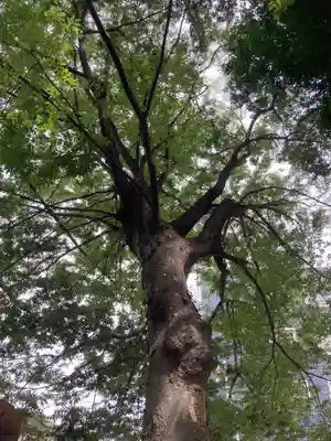 平塚神社の自然