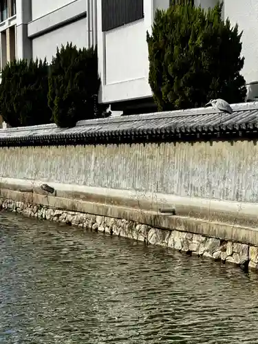 東寺（教王護国寺）の動物