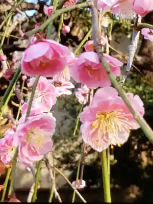 新井薬師（梅照院）(東京都)