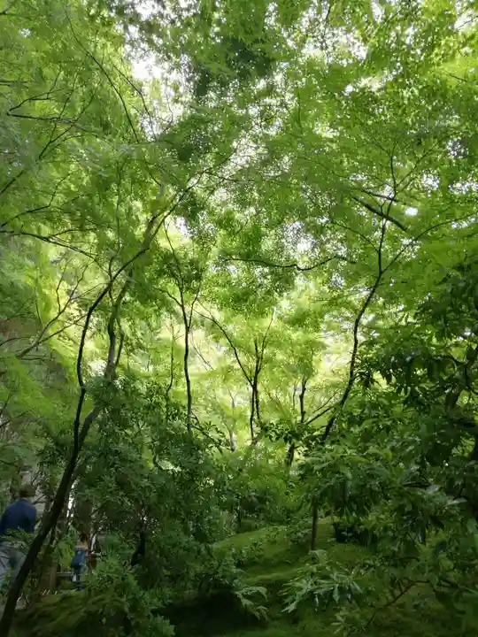 光明寺瑠璃光院の自然