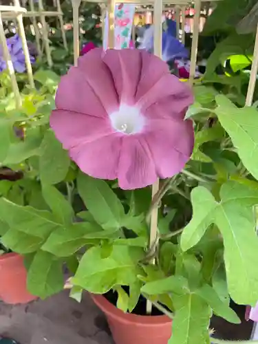 真源寺（入谷鬼子母神）(東京都)