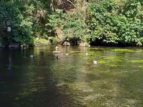 富士山本宮浅間大社(静岡県)