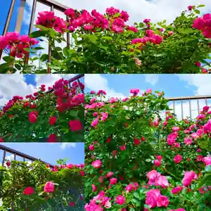 寿量山 速成寺(奈良県)(2024年06月16日(日) 08時05分34秒投稿)