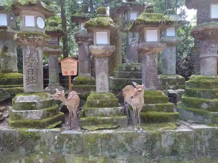 春日大社の動物