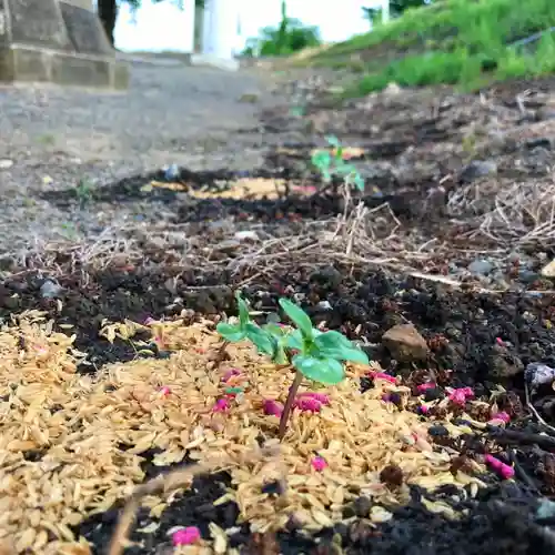高司神社〜むすびの神の鎮まる社〜の自然