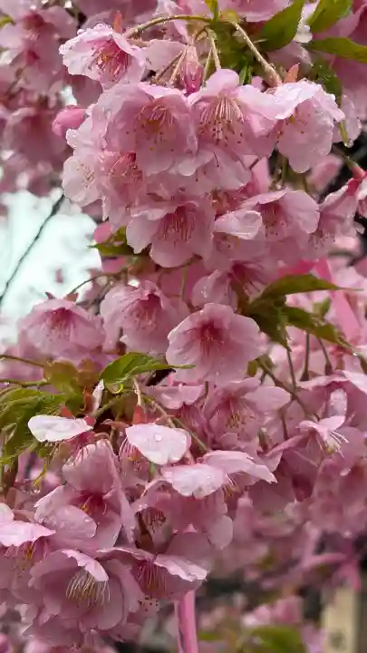 桜神宮の{uncategorized: "未分類", other: "その他", undefined: "問題あり", building: "その他建物", grave: "お墓", sacred_gate: "鳥居", guardian: "狛犬", statue: "像", buddha: "仏像", history: "歴史", nature: "自然", garden: "庭園", animal: "動物", pagoda: "塔", temizu: "手水舎", mountain_gate: "山門・神門", sanctuary: "本殿・本堂", subordinate: "末社・摂社", art: "芸術", scenery: "景色", jizo: "地蔵", ema: "絵馬", goshuin: "御朱印", omikuji: "おみくじ", items: "授与品その他", amulet: "お守り", goshuincho: "御朱印帳", eats: "食事", festival: "お祭り", votive_dance: "神楽", shichigosan: "七五三参", wedding: "結婚式", experience: "体験その他", initially: "初詣", around: "周辺", anti_infection: "感染症対策"}