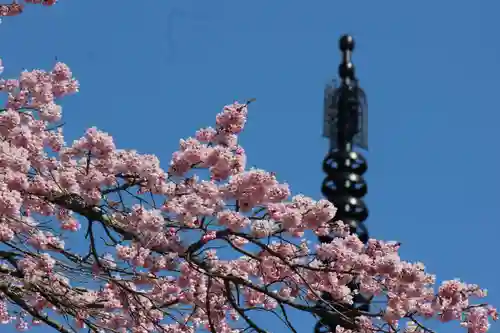 国宝 大法寺の自然