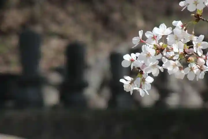 国宝 大法寺の自然