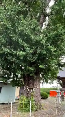 八幡神社の自然