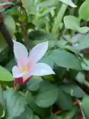 岡部春日神社～👹鬼門よけの🌺花咲く🌺やしろ～(福島県)