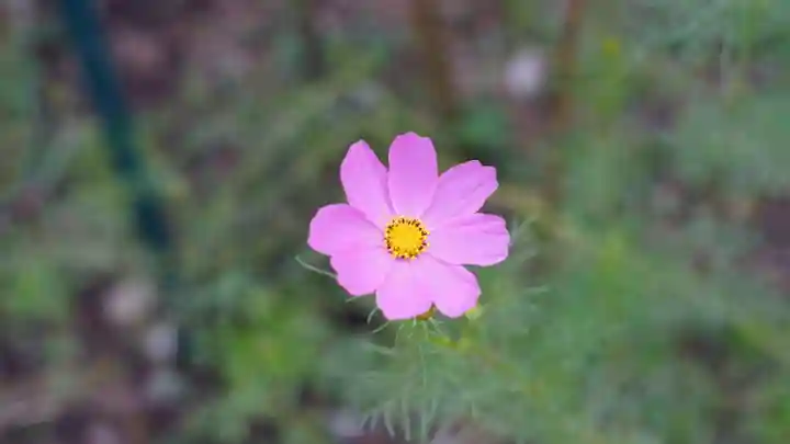 般若寺 ❁コスモス寺❁(奈良県)
