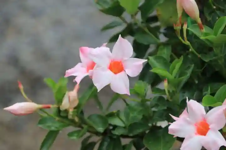 熊野福藏神社の手水舎