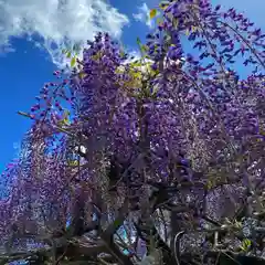 白鷺神社の自然