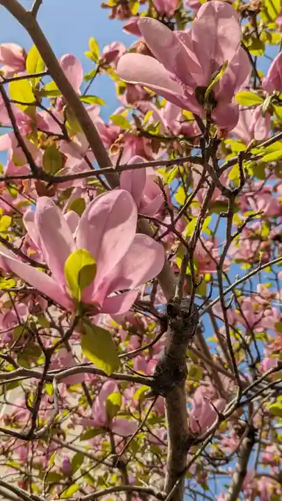 粟嶋堂宗徳寺の自然