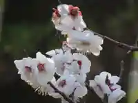 太宰府天満宮の自然