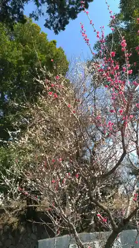 賀茂別雷神社の自然