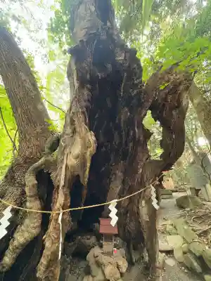 來宮神社(静岡県)