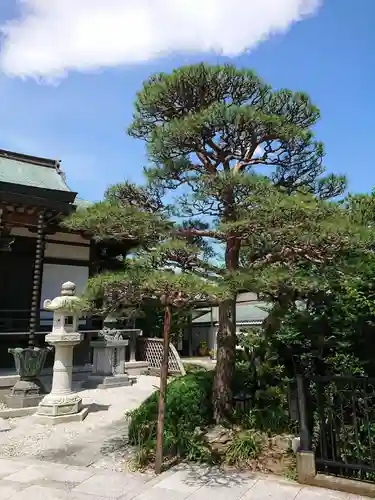 光妙寺の庭園