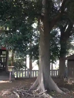 五所神社の自然