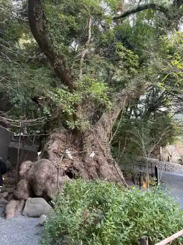 來宮神社の{uncategorized: "未分類", other: "その他", undefined: "問題あり", building: "その他建物", grave: "お墓", sacred_gate: "鳥居", guardian: "狛犬", statue: "像", buddha: "仏像", history: "歴史", nature: "自然", garden: "庭園", animal: "動物", pagoda: "塔", temizu: "手水舎", mountain_gate: "山門・神門", sanctuary: "本殿・本堂", subordinate: "末社・摂社", art: "芸術", scenery: "景色", jizo: "地蔵", ema: "絵馬", goshuin: "御朱印", omikuji: "おみくじ", items: "授与品その他", amulet: "お守り", goshuincho: "御朱印帳", eats: "食事", festival: "お祭り", votive_dance: "神楽", shichigosan: "七五三参", wedding: "結婚式", experience: "体験その他", initially: "初詣", around: "周辺", anti_infection: "感染症対策"}