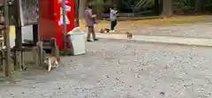 雀神社の動物