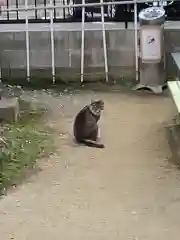 正栄寺の動物