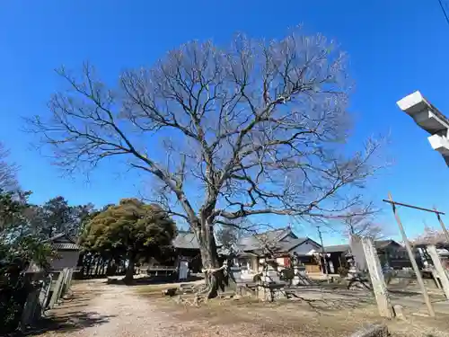 島田八坂神社(栃木県)
