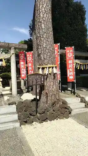 中野沼袋氷川神社の自然