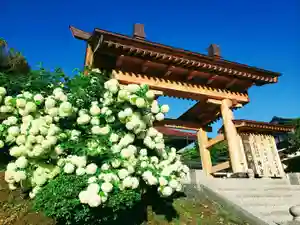 長徳寺の庭園(2021年05月25日(火) 09時34分10秒投稿)