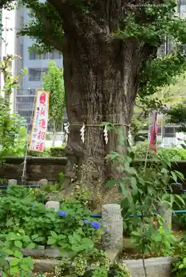 磐井神社(東京都)