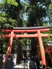 箱根神社の鳥居