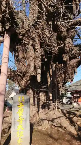 千葉寺の自然