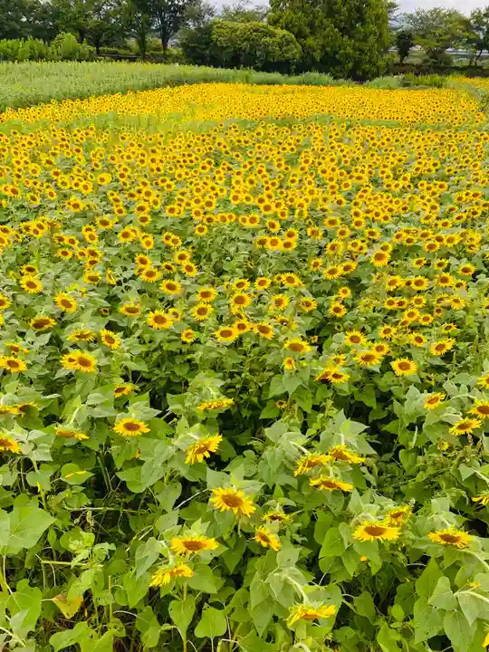 座間神社(神奈川県)