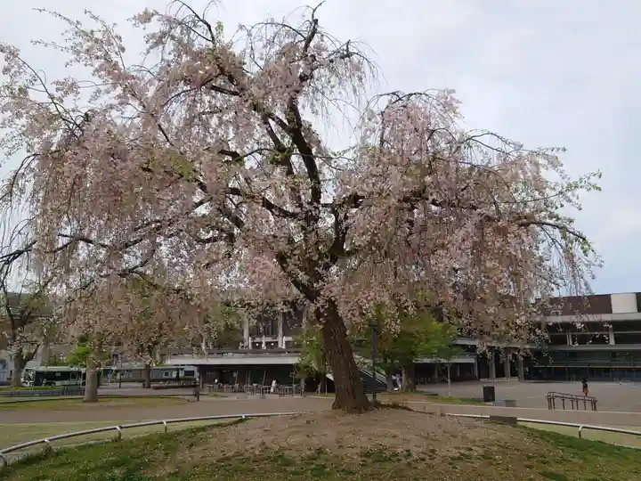平安神宮の自然