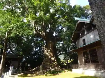 川津来宮神社の自然