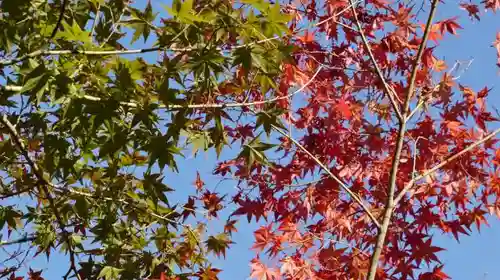 真正極楽寺（真如堂）の自然