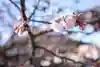 西新井大師総持寺の自然