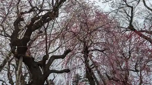北野天満宮(京都府)