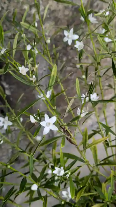 嘉祥寺(京都府)