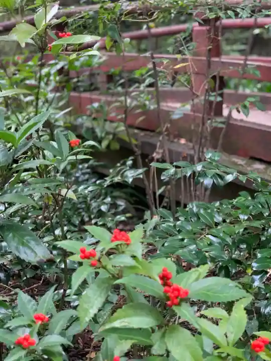 赤坂氷川神社の自然